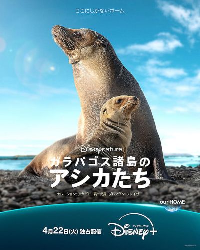 ガラパゴス諸島のアシカたち