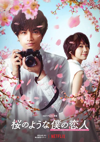 桜のような僕の恋人